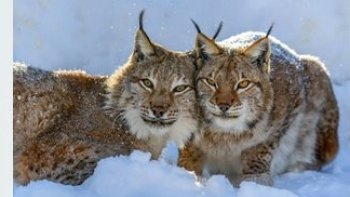 continuons la série "animaux "  avec ce gros chat ,aux oreilles  "en pointes"  
Un   félin pas comme les autres,,,

SOURCE INTERNET ET WIKIPÉDIA 