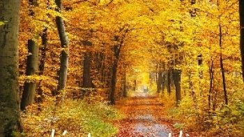 un petit texte  que j'ai essayé de publier comme un diaporama  accompagné d'images  aux couleurs de l'Automne ...
amicalement à tous..je vous souhaite une bonne journée d'automne ..