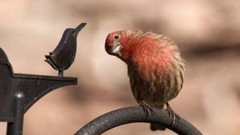 ils sont drôles  !et nous font sourire......