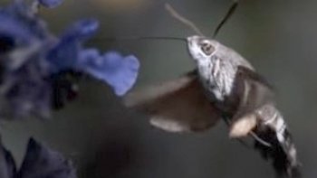 On dirait un colibri, mais c'est un insecte. Le moro-sphinx est un parfait exemple de ce qu'on appelle la "convergence évolutive".

ensuite vous pourrez voir le colibri à long bec .... (la nature fait bien les choses )