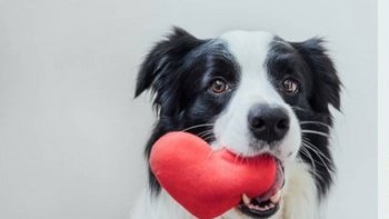 ,,,Dans cette vidéo, nous vous présentons 10 races de chiens parmi les plus chères au monde.