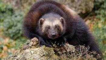 Un autre animal      étonnant   et impressionnant ,,, pas très grand mais qui n'a peur de rien  et se permet d'attaquer un loup ou un cerf ,,  .... LE GLOUTON ... 