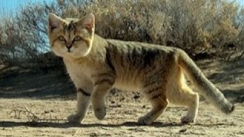 Plongez dans le monde fascinant du Chat des Sables, le roi discret du désert, maître de la survie et de l'invisibilité! Découvrez comment ce petit félin mignon défie les extrêmes du Sahara, chasse les vipères les plus redoutées et conserve une allure adorable avec ses grandes oreilles et son pelage doux. Prêt à voir ce félin incroyable en action? 