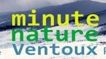 Partout sur la planète, l’actualité démontre la préoccupation croissante et l’intérêt du public pour la Nature : 
nous assistons à un véritable « réveil écologique ».
 Malgré cette prise de conscience, la biodiversité figure rarement en tête des priorités locales.
Elle est pourtant à mes yeux vitale, essentielle et valorisante pour le territoire.

C’est pourquoi, un photographe animalier du Ventoux, Nicolas Ughetto amoureux de sa région  vous propose de découvrir l’invisible,
 de tenter de percer les secrets du monde sauvage local. 
Ce « Sursaut Nature » est donc avant tout une prise de conscience des beautés sauvages et cachées du Ventoux avec 2 vidéos