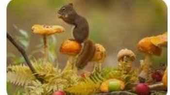 Un petit texte libre  pour exprimer  la douceur de cette saison aux mille couleurs aux mille saveurs....
même si elle débute assez fraîchement ,,, profitons en ...car dans 3 mois il fera bien plus froid !!!!..
les animaux l'ont bien compris   ..et s'amusent dans les sous bois , font des provisions,,, . et cherchent "fortune !!!