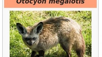 Une autre espèce de renard  qui va vous surprendre