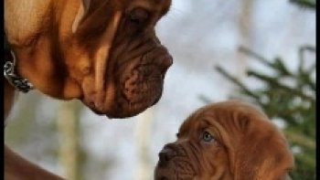 Rien ne peut égaler la tendresse d'une maman ....quelques photos  craquantes,,