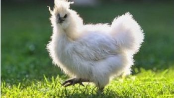 Bien que les poules soient largement connues et présentes dans de nombreuses régions du monde, la vérité est que la plupart des gens ne connaissent qu'une petite partie de l'impressionnante diversité de races existantes, car tout autour de notre planète, on peut trouver des poules aux couleurs, tailles, formes et comportements très différents de celles que nous avons l’habitude de voir.

Et c’est justement en pensant à cela que nous avons rassemblé une liste de quelques-unes d’entre elles à vous présenter dans la vidéo  n° 2 )