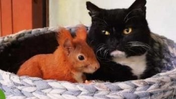 la bonté d'un humain   et l'humanité  de nos animaux  ont   sauvé la vie et adopté 
un petit animal    plein de malice
prenez le temps  d'apprécier cette histoire d'amitié 