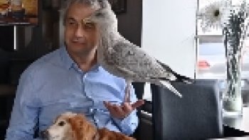 Ce goéland s’est lié d’amitié et vit chez ce Brestois et son épagneul...
