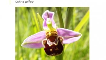  Si certains animaux possèdent un véritable talent pour se fondre dans leur environnement, ils existent certaines plantes qui, au contraire, ne sont pas sans rappeler la morphologie de certains animaux. Découvrez dans cet article une sélection de plantes toutes plus étonnantes les unes que les autres ! 