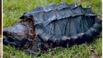 *
La gigantesque tortue alligator a des allures préhistoriques et elle n’est pas tendre. Charognes, canards et même petits alligators font partie de ses mets quotidien, qu’elle chasse grâce à une mâchoire puissante et des subterfuges recherchés.

*Extrait du documentaire « Tortues du monde » réalisé par Alvaro Mendoza, produit par AM Prods et Off The Fence, et diffusé sur France 5 et France.tv 
