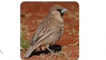 ***Le Républicain social (Philetairus socius) est une petite espèce de passereaux endémiques des zones arides du sud de l'Afrique, notamment du Kalahari.