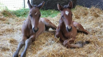 Après la Naissance de ce Poulain les Propriétaires se sont rendu compte à quel point il Était rare. En fait, les gestations gemmellaires chez les juments ne sont pas très rare, mais ce qui l'est, c'est le fait qu'elles aillent à terme, avec les 2 poulins vivants et en bonne santé. D'ailleurs, lors de l'échographie (à quelques semaines de gestation), si le vétérinaire constate la présence de 2 embryons, en général il en "écrase" un, afin que la gestation de la poulinière (et non pas "grossesse de la maman cheval", n'est-ce-pas ? ) se passe bien, et que sa vie ne soit pas en danger. !