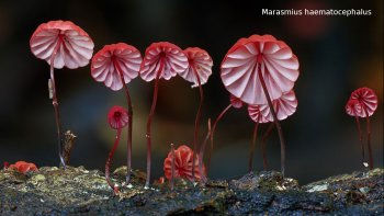 Voici un diaporama qui a déjà été publié mais il est magnifique, on ne s'en lasse pas !