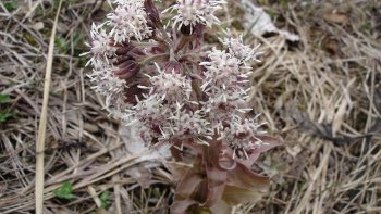 Pour égayer cette période morose.