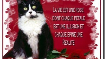 À CHAQUE JOUR... et pourtant nous en rions... (quand ça arrive aux autres... !).

Quelques phrases pour "remonter " le moral...