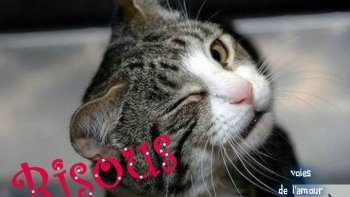 Coucou les fortiches.
Bientôt, avec les nouvelles régions et les nouveaux noms, nous aurons tout oublié de ce que nous avions appris !
Connaissez-vous encore les noms des départements français ?