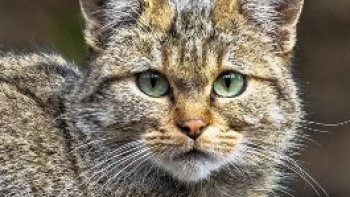 Les chats forestiers font leur grand retour en France

« On voit une expansion depuis quelques décennies vers le centre de la France. À l'avenir, il y aura peut-être une fusion des deux gros noyaux de population si les conditions écologiques sont favorables ». 

je suis    fan de ce gros matou ....

