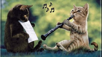 Nos amours de compagnons......qui rendent la vie, plus douce, moins solitaire......une tendresse de tous les instants...Qu'ils savent manifester  entre eux.....