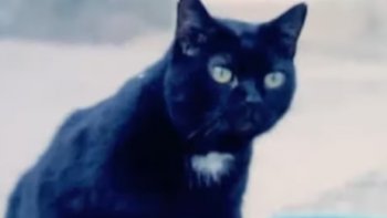 Deux versions, deux poèmes sur les chats: le premier de Baudelaire, le deuxième de Villebramar (mon nom de plume).
Entre les deux, faites votre chouat!