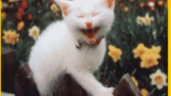 Les belles mères sont toujours en ligne de mire, pourtant beaucoup sont très sympas ...la mienne était tres gentille ...
mais les blagues nous font toujours sourire...