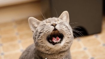 "JIHEL,Dessinateur' malicieusement inspiré prête à son chat un léger sigmatisme
__ Résultat! les mots dérapent, les images sourient et l'humour retombe toujours sur ses pattes...
