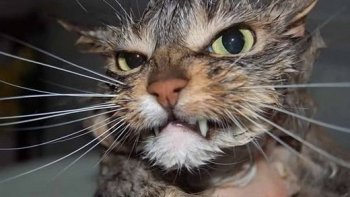 Quand les hommes politiques sont pris en photo au mauvais moment, notre ordissinaute Doris en profite pour faire un diaporama plein d'humour. 