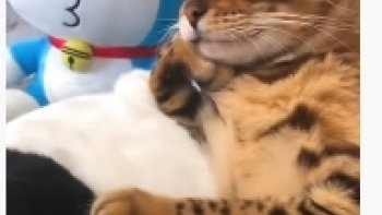  joueurs,   coquins,   souples, adorables   quoi !