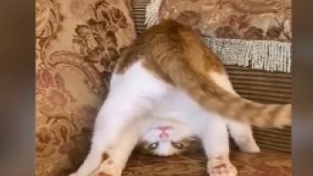 Toujours  aussi acrobates, nos joyeux minets! ils nous font rire  !