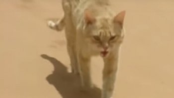 le chat des sables est trés respecté des nomades.......