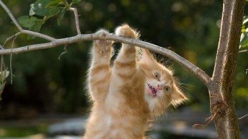 NOS AMIS LES FÉLINS : RIRES ET SOURIRES
La vidéo initiale a été bloquée. Nous avons donc trouvé une autre vidéo qui vous donnera le sourire.