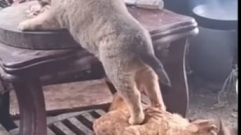 Tout ce petit monde,  revendique  le territoire.....et nous offre  un joyeux spectacle animé.......