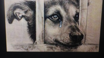 "Le chien n'a qu'un but dans la vie' offrir son cœur"!
   -Non! à l'abandon qui rime avec trahison....