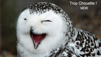 petites histoires  sucrées, salées . olé .

