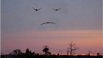 Douce France
beau pays de mon enfance...