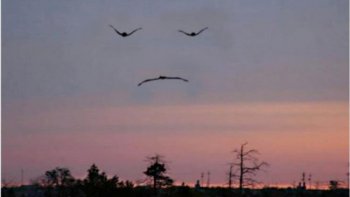  pour donner suite 
au texte paru ce 25 /11 (Notre  France )

Je viens de retrouver ce texte que j'avais  écrit après l'attentat du 14 juillet 2016 à Nice ..où j'ai perdu 2 copines...
.
hélas rien n'a changé .
.et .nous avons  en plus un ennemi supplémentaire,,le virus" covid19"
alors  V I G I L A N CE.....