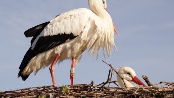 « Un symbole pour L'Alsace...»