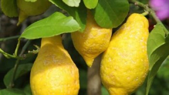 léger, glacé, acidulé, rafraîchissant.