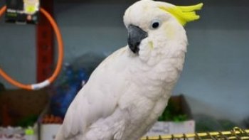 Le cacatoès demande pas mal d'attention, il est perçu tel que étant le perroquet le plus dépendant de l’humain. Il sait cependant redonner au centuple ce qu’on lui aboutissent à, car c’est un vrai situation amoureuse. C’est un bon oiseau de famille, car il aime tout le monde. C’est un oiseau qu’on peut rapidement prendre et flatter.