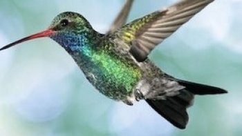 Le colibri petit oiseau trés rapide  bat des records  de vitesse.Cet oiseau fascinant est capable d'exploits les plus étonnants,  malgré sa petite  taille, tel que parcourir de grandes distances, où voler à reculons .