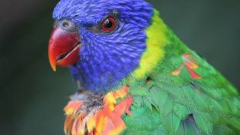 Ils sont trop mignons ! ?
Alors, pensez-vous que l'amitié entre les animaux existe ? 