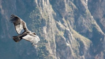 Pièce musicale pour orchestre......basée sur la musique  traditionnelle  des Andes.
L'oiseau évoque, la liberté de s'élever, au-dessus des  conditions  humaines...
Musique du début du 20eme siècle, symbole de la conscience Amérindienne,  (on leur a pris leur  terre, .....pour les parquer dans des villes........)L'OISEAU est celui,  qui  relie  tous  les  peuples......