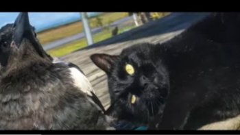 il est des amitiés improbables...fidèles  jusqu'à la mort...  Le corbeau   assiste  aux funérailles  de  son  ami le  chat........