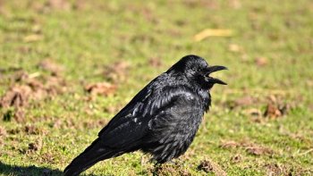 Nous ne sommes pas contents de notre sort...pourtant il est souvent plus enviable, que celui que nous jalousons, à  tort......nous ignorons ce  que vit l'autre.....la sagesse est de ne pas comparer et d'accepter ce que nous avons.