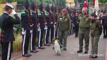 L'histoire de Nils Olav commence en 1961 lorsque la Garde Royal norvégienne se rendit au Édinburgh Military Tattoo, un festival international de fanfares militaires, pour représentation. Celle-ci en profita pour visiter un peu les lieux et notamment le fameux Zoo de Édimbourg. Le lieutenant Nils Egelien tomba fan d'une colonie de manchot. Il a fallu du temps mais lorsqu'ils y retournèrent en 1972, il réussit à ,faire adopter l'un des manchot par la Garde Royale, rendant le manchot officiellement propriété norvégienne et militaire au grade de Vice-Caporal. On le nomme alors Nils Olav en l'honneur du Lieutenant Nils Egelien et du roi de Norvège de l'époque, Olav V. en 1982, fort de ses loyaux services, il est élevé au grade de Caporal puis au grade de Sergent en 1987. Nils Olav mourra peu de temps après. Mais Nils Olav II, un manchot lui ressemblant, prit la relève et fut promu Sergent-Major en 1993 puis Colonel en 2005. En 2008, que lui reste-t-il à accomplir pour ce militaire accompli, symbole de la vertus et de la bravoure norvégienne ? L'anoblissement ! Le roi de Norvège l'anoblit le 15 août 2008, faisant de lui un Sir. Sir Nils Olav II mourra néanmoins la même année et fut remplacé par Sir Nils Olav III, élevé en 2016 au prestigieux rang de Brigadier, soit l'équivalent de " Général de Brigade " en France. !