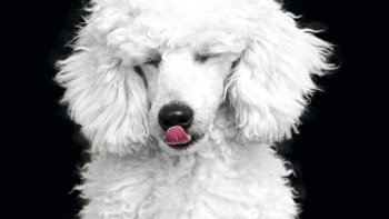 Titou est le caniche blanc de notre Ordissinaute Poupette. Il a 13 ans !!! Cette vidéo fera plaisir à ceux qui aiment les chiens :)