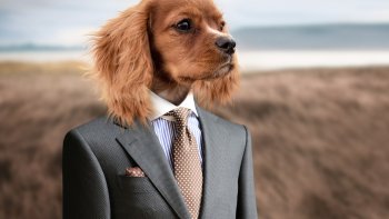 C'est vrai que nous les aimons nos Animaux domestiques. 
Parfois ils nous rendent gaga ! Mais parfois c'est nous qui les agaçons croyez moi.
Ils nous font tant de bien lorsque l'on se sent seul ...
