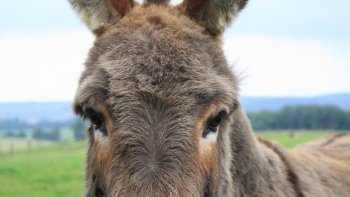 Eh oui ! L'âne y est au mois de Juin ...
À chaque 14 juin , il prend un an, 
Et cela depuis l'année 1949 .
