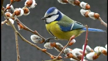 "Voici donc,les longs jours de lumière, mars, Avril, au  doux  sourire....."
Que ces images soient promesses de  renouveau et d'apaisement,  pour nos  coeurs meurtris par  les  actualités.....